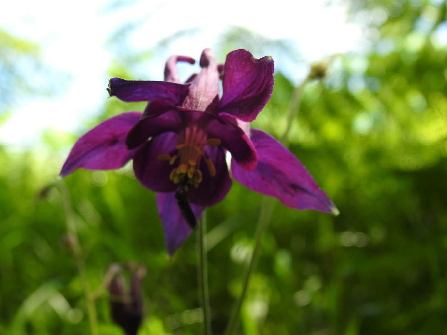 Aquilegia atrata