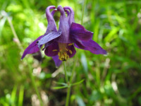 Aquilegia atrata