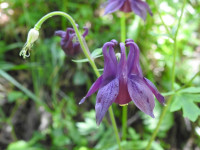 Aquilegia atrata