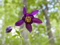 Aquilegia atrata