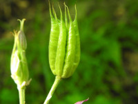 Aquilegia atrata