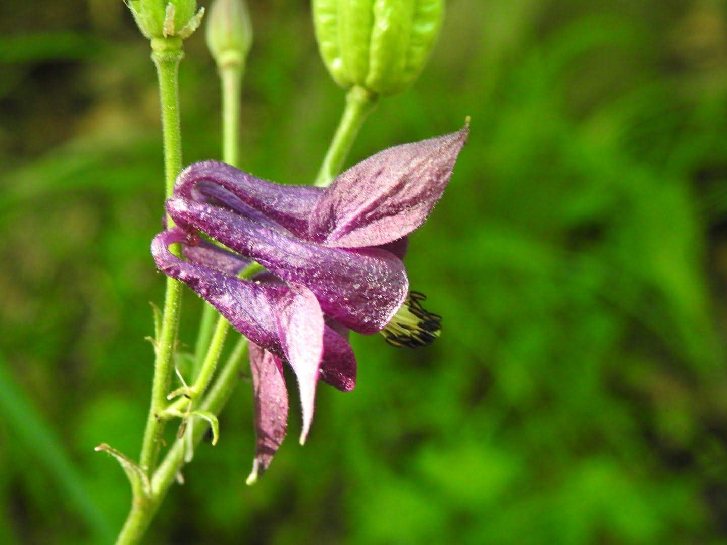Aquilegia atrata