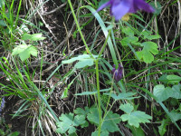 Aquilegia atrata