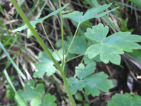 Aquilegia atrata