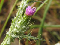 Carduus pycnocephalus