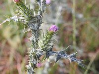 Carduus pycnocephalus
