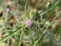 Carduus pycnocephalus