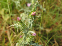 Carduus pycnocephalus