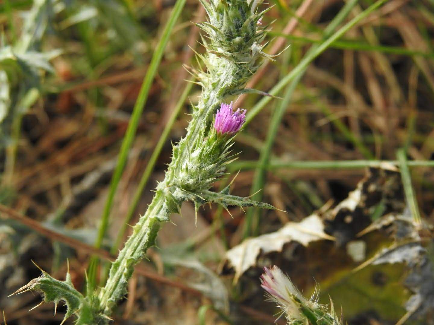 Carduus pycnocephalus