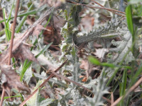 Carduus pycnocephalus