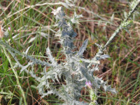 Carduus pycnocephalus