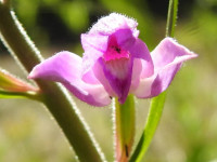 Cephalanthera rubra