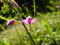Cephalanthera rubra