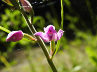 Cephalanthera rubra