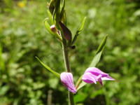Cephalanthera rubra