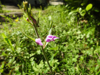 Cephalanthera rubra
