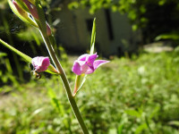 Cephalanthera rubra