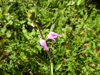 Cephalanthera rubra