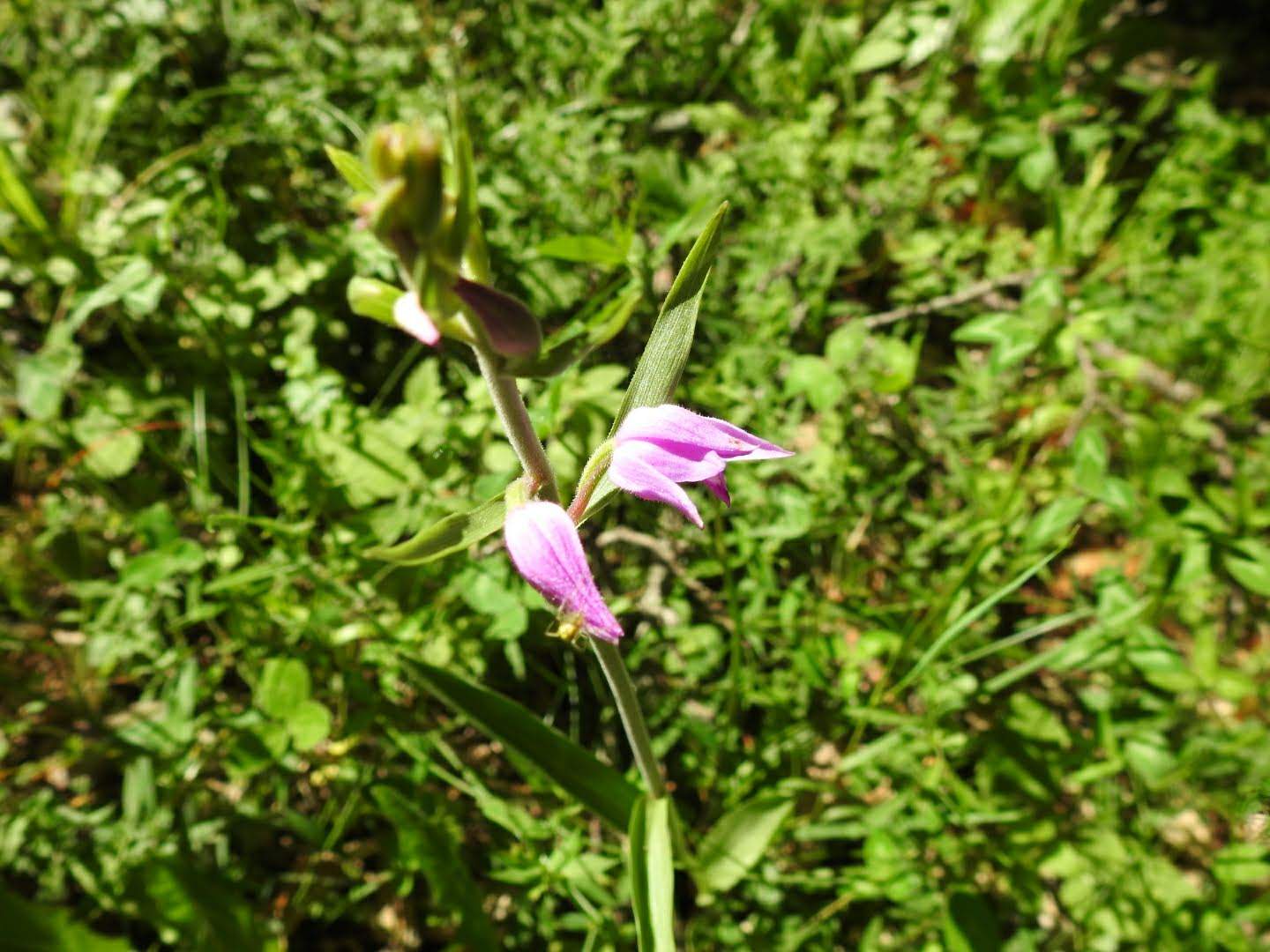 Cephalanthera rubra