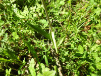 Cephalanthera rubra
