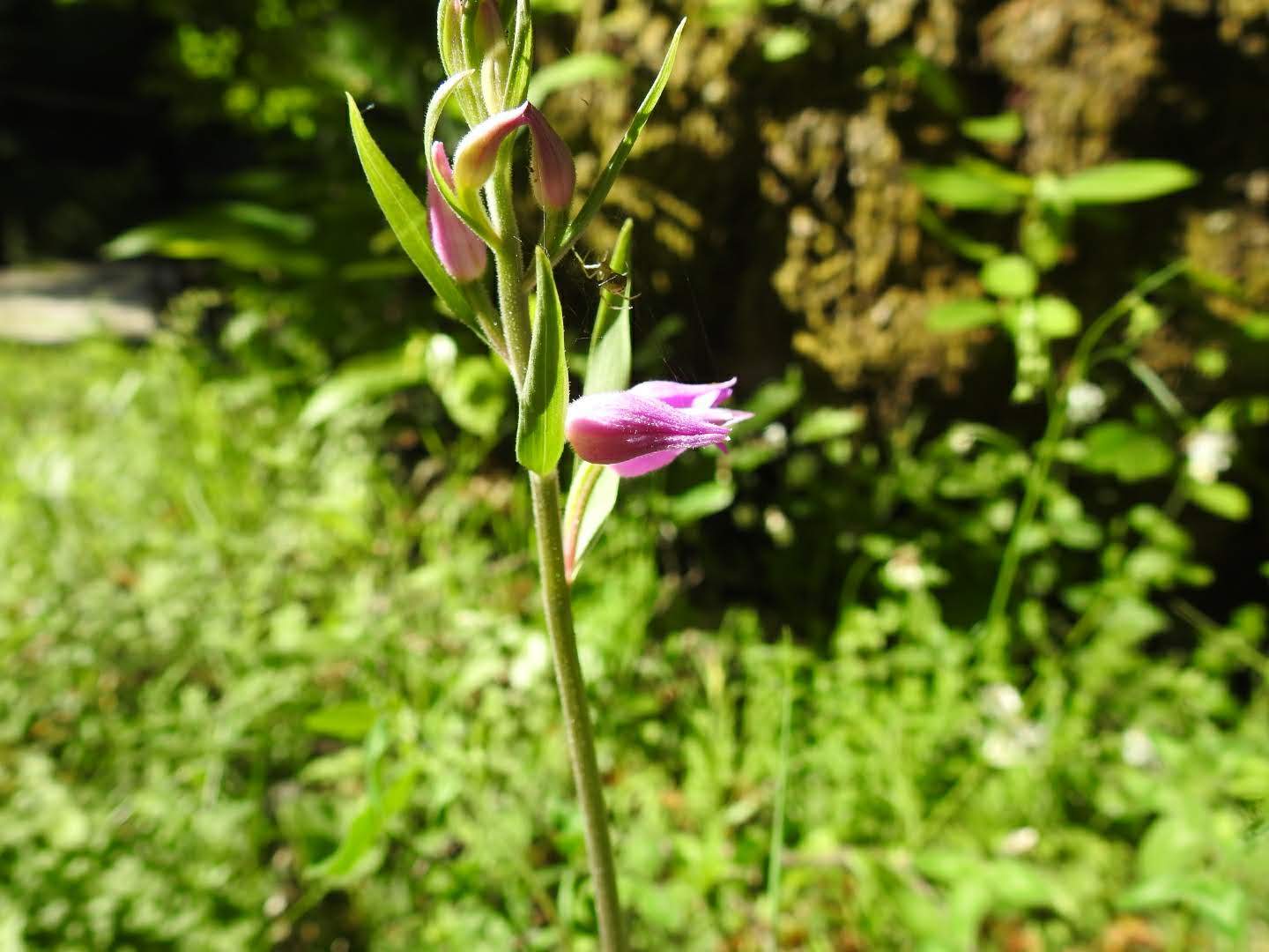 Cephalanthera rubra