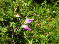 Cephalanthera rubra