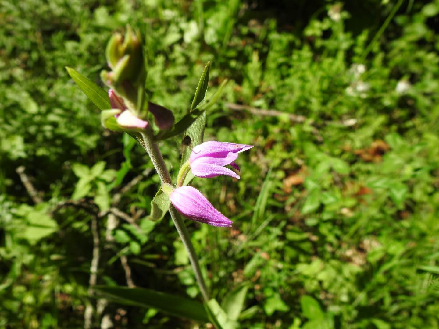 Cephalanthera rubra