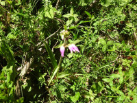 Cephalanthera rubra
