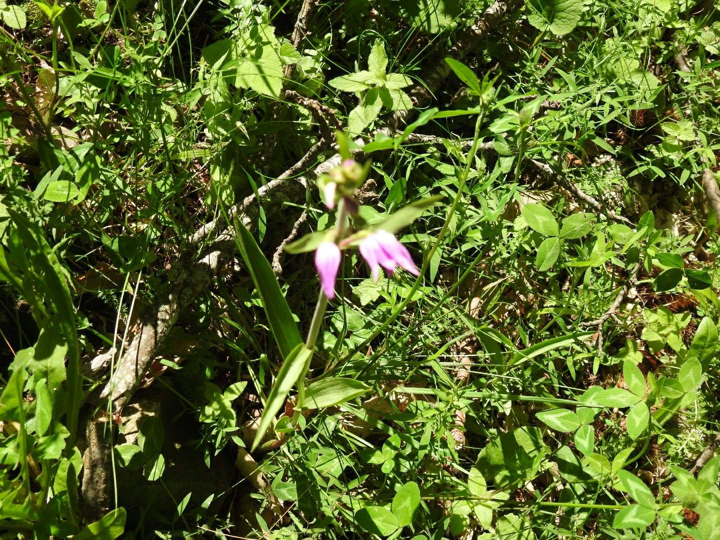 Cephalanthera rubra