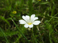 Cerastium alpinum