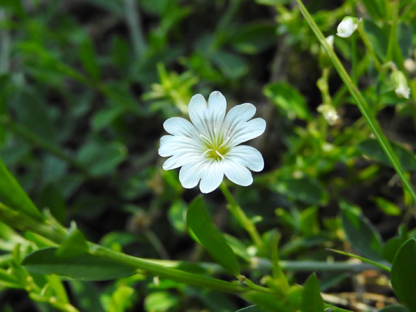 Cerastium alpinum