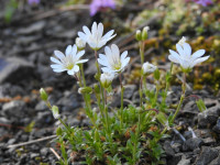 Cerastium alpinum