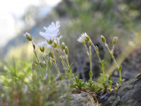 Cerastium alpinum