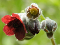 Cynoglossum officinale