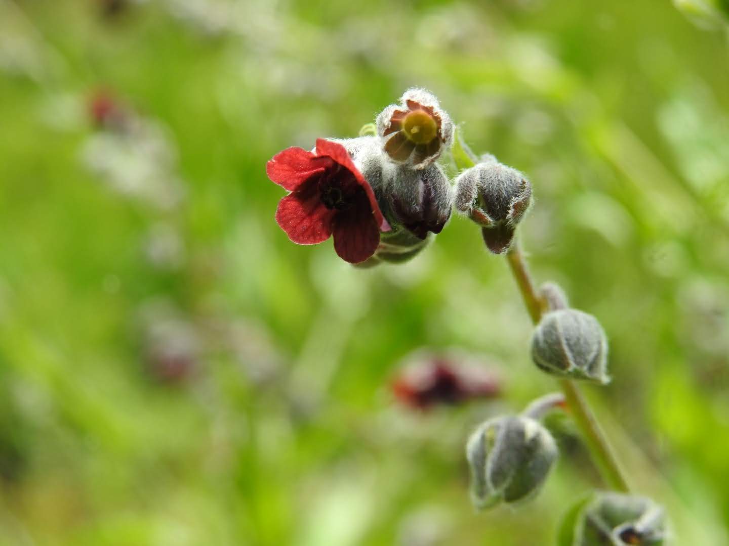 Cynoglossum officinale