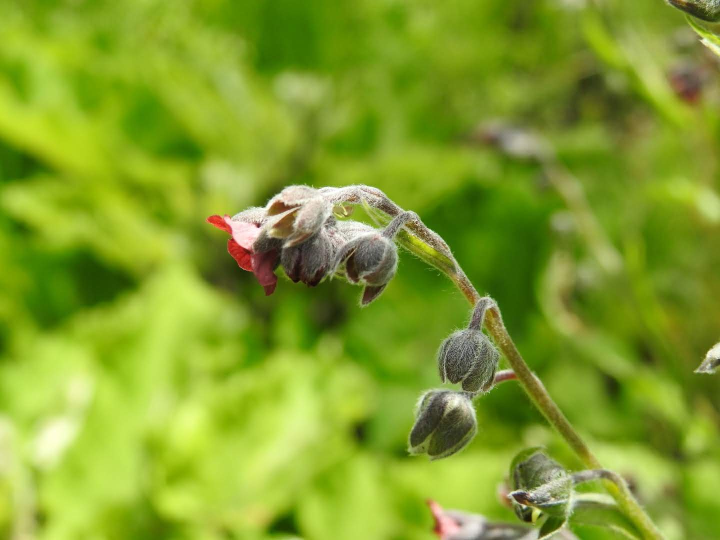 Cynoglossum officinale