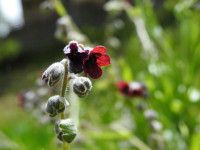 Cynoglossum officinale