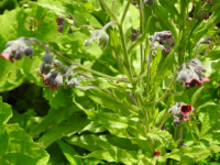Cynoglossum officinale
