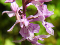 Dactylorhiza maculata