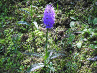 Dactylorhiza maculata