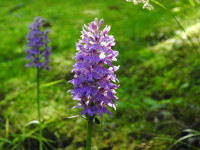Dactylorhiza maculata
