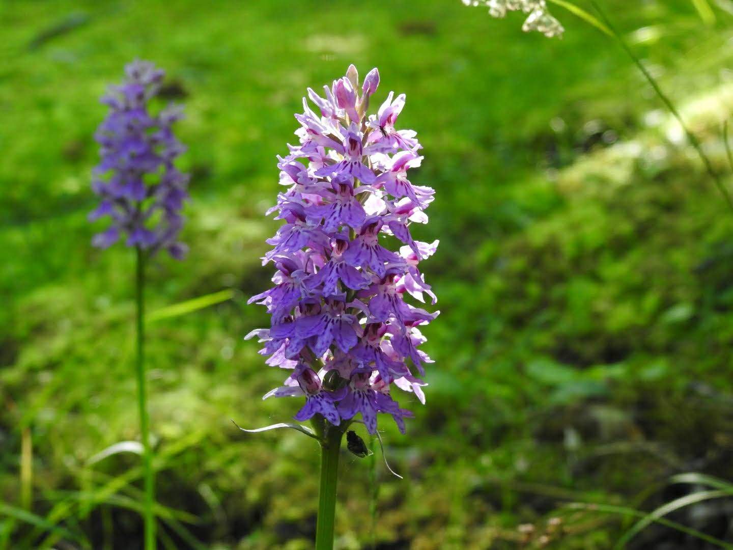 Dactylorhiza maculata