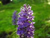 Dactylorhiza maculata