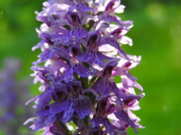 Dactylorhiza maculata