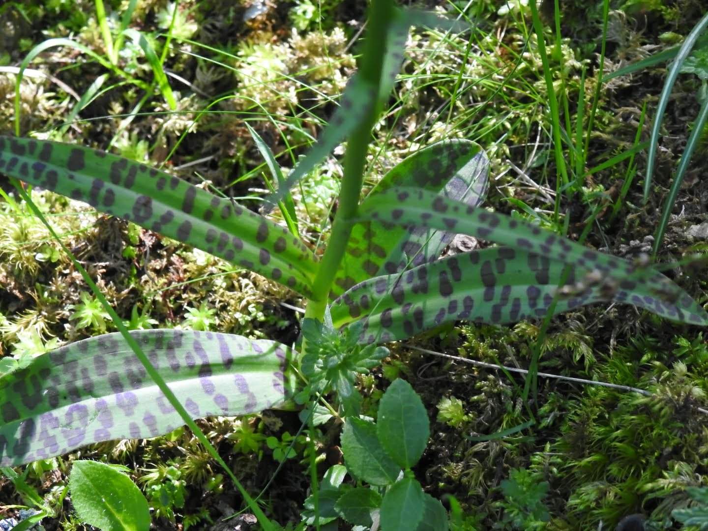 Dactylorhiza maculata