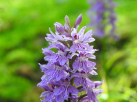 Dactylorhiza maculata