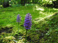 Dactylorhiza maculata