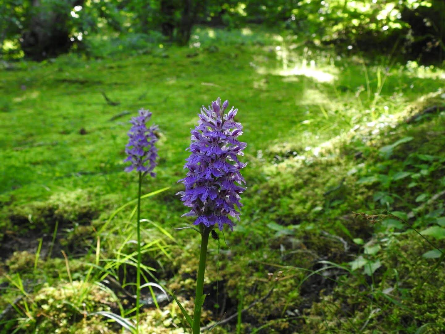 Dactylorhiza maculata