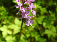 Dactylorhiza maculata