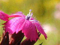 Dianthus carthusianorum